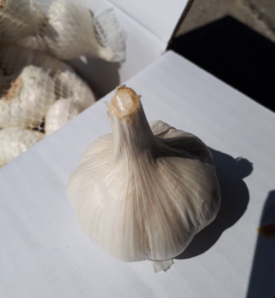 Vol 42 にんにく 香川県卸売青果ネットワーク